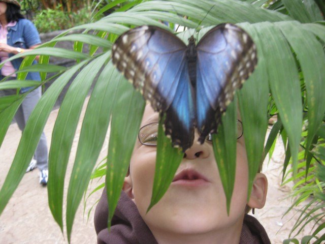 Butterfly Kisses at La Paz Waterfall Gardens Costa Rica