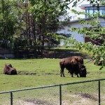Bison at the Winnipeg Assiniboine Park Zoo