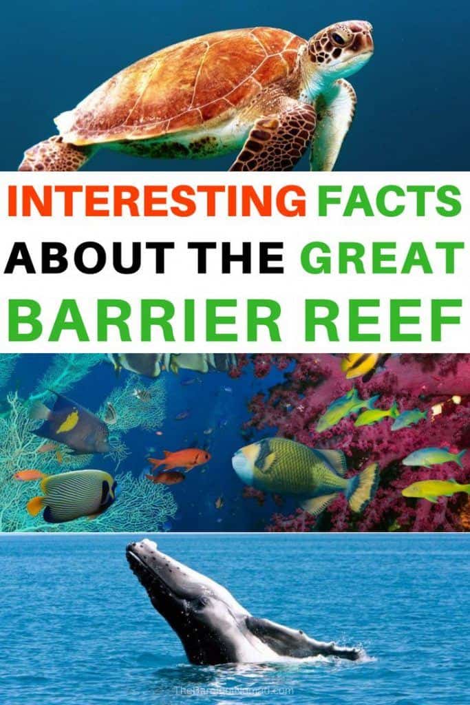 Interesting Facts about the Great Barrier Reef | The Barefoot Nomad