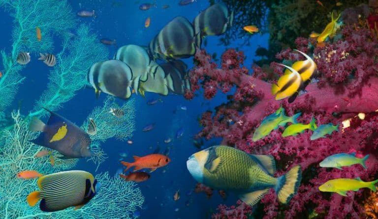 Fun and Interesting Facts About the Great Barrier Reef in Australia