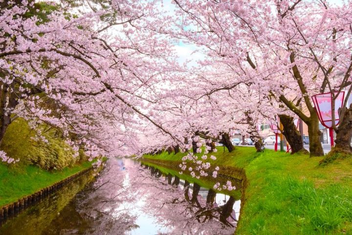 The Best Places to See Cherry Blossoms in Japan