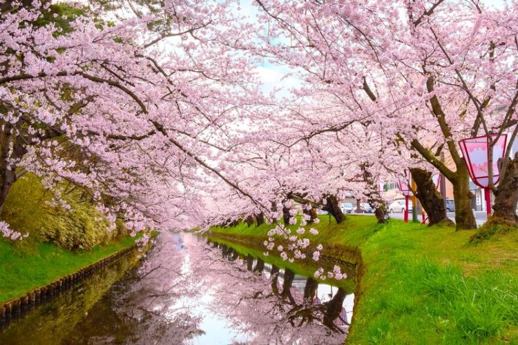 The Best Places to See Cherry Blossoms in Japan