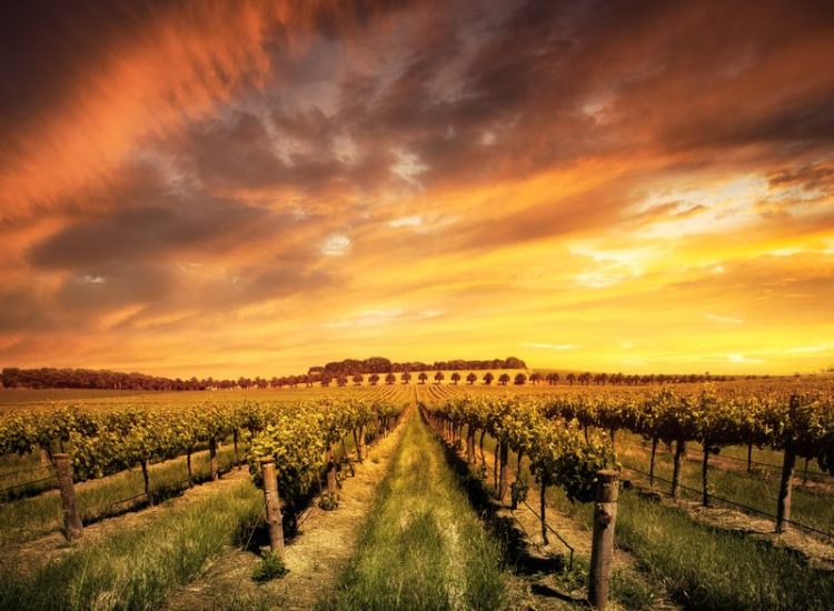 The Best Wine Regions in Australia You Won’t Want to Miss